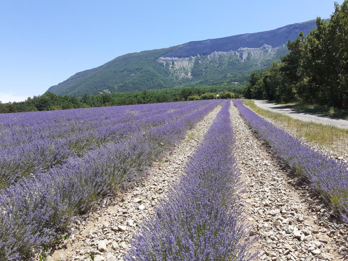 Rose Des Alpes Serres (Hautes-Alpes)